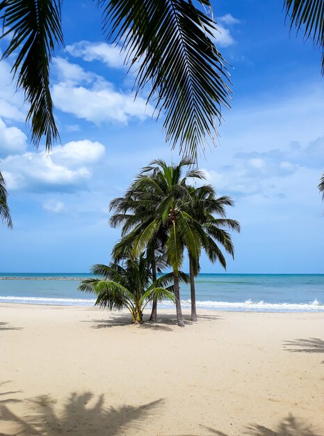 Kokosnotenpalm op het strand in Thailand.