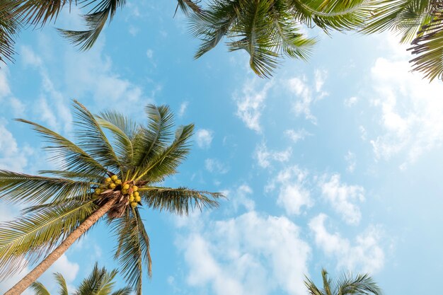 Kokosnotenpalm op tropische strand blauwe hemel met zonlicht