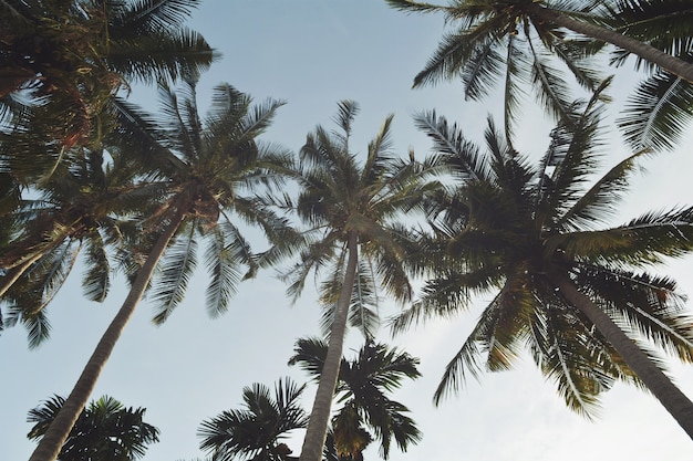 Kokosnotenpalm, perspectiefmening van vloer omhoog hoog