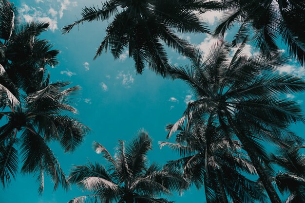 Kokosnotenpalmen tegen hemel en witte wolk in tropisch eiland.