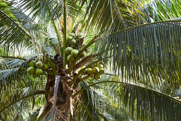 Kokosnotenparfum in Thailand