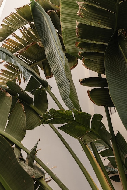 Kokospalm bladeren. Mooie zomerse exotische tropische natuur