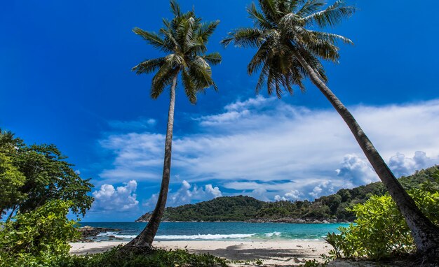 Kokospalm en tropische zee zomervakantie en tropisch strand concept