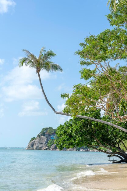 Kokospalm gebogen hangend boven zeewater op het tropische zandstrand Thailand Palmboom en blauwe hemelachtergrond