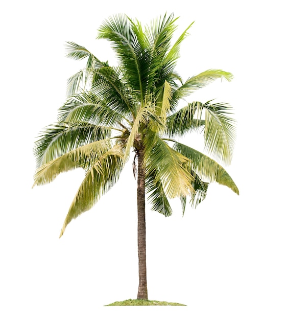 Foto kokospalm geïsoleerd op witte achtergrond