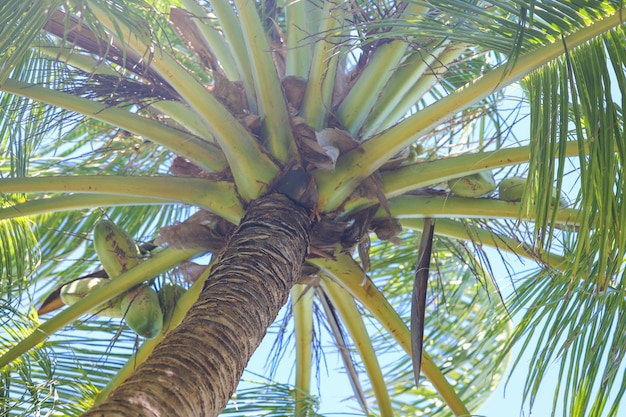 Kokospalm in de blauwe lucht, tropisch eiland