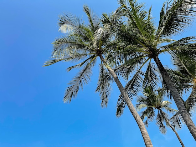 Kokospalm met blauwe lucht op tropisch strand.