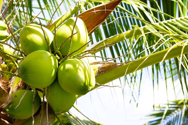 Kokospalm met bosjes kokosvruchten