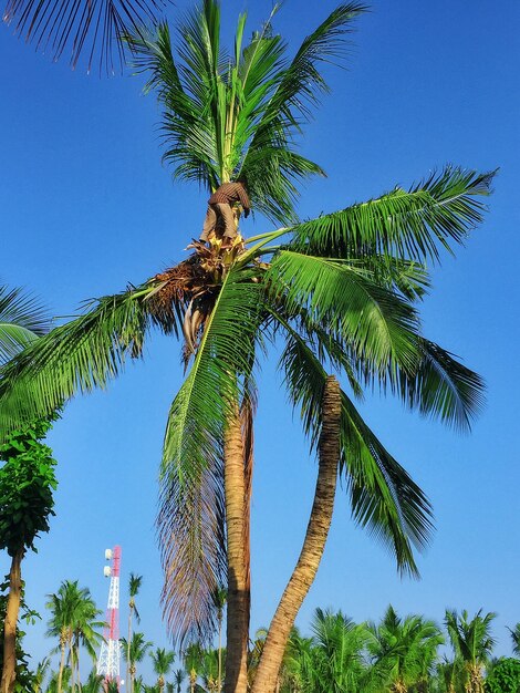 Kokospalm met fruit-kokosnoten, op een tropisch eiland in de Malediven, midden van de Indische Oceaan.