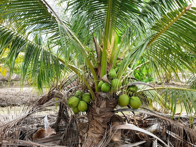 Kokospalm met kokosballen op de plantage