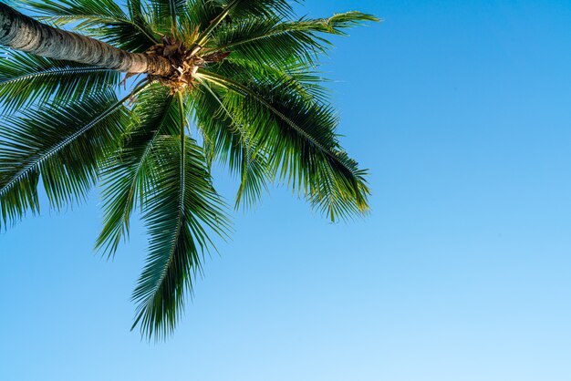 kokospalm met lege lucht en kopieer ruimte