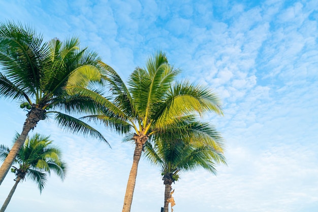 kokospalm met prachtige blauwe lucht en wolken