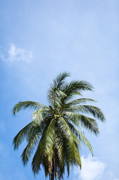 Kokospalm onder blauwe hemel en heldere zon