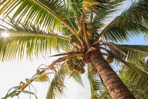 Kokospalm onder blauwe hemel met zonlicht