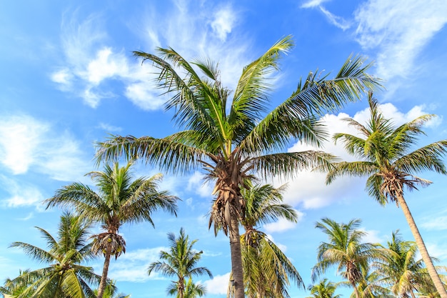 Kokospalm op blauwe hemel in tropisch strand