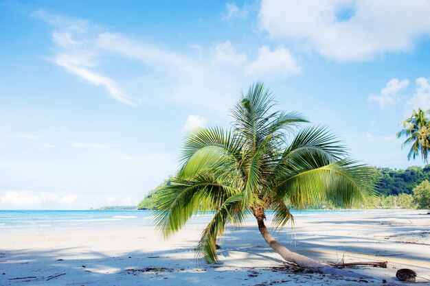 Kokospalm op strand met mooi van hemel.