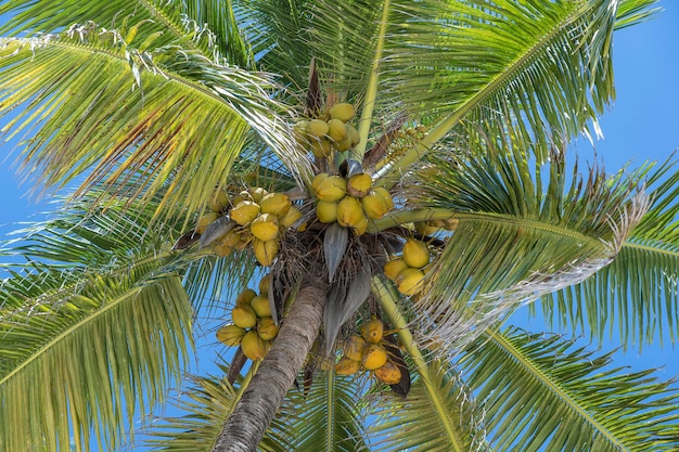 Kokospalm perspectief uitzicht vanaf verdieping hoog op het strand eiland Zanzibar Tanzania Oost-Afrika