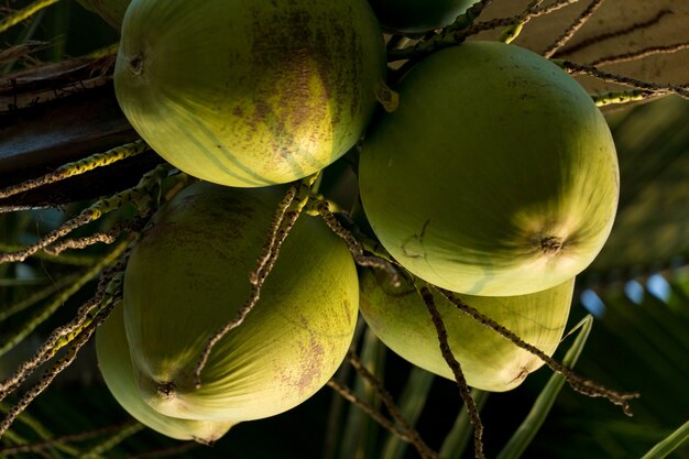 Kokospalm vol kokosnoten op een zonnige dag. Parkeren in Brazilië.