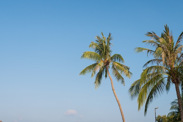 Kokospalmblad met wolkenblauwe hemel voor vakantie op tropisch eiland, zeestrandconcept