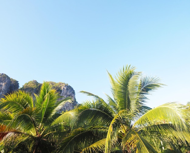 Kokospalmbladeren en blauwe lucht op de achtergrond van het zomerstrand