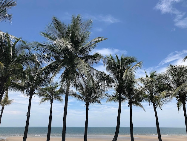 Kokospalmbomen op het strand in de zomer