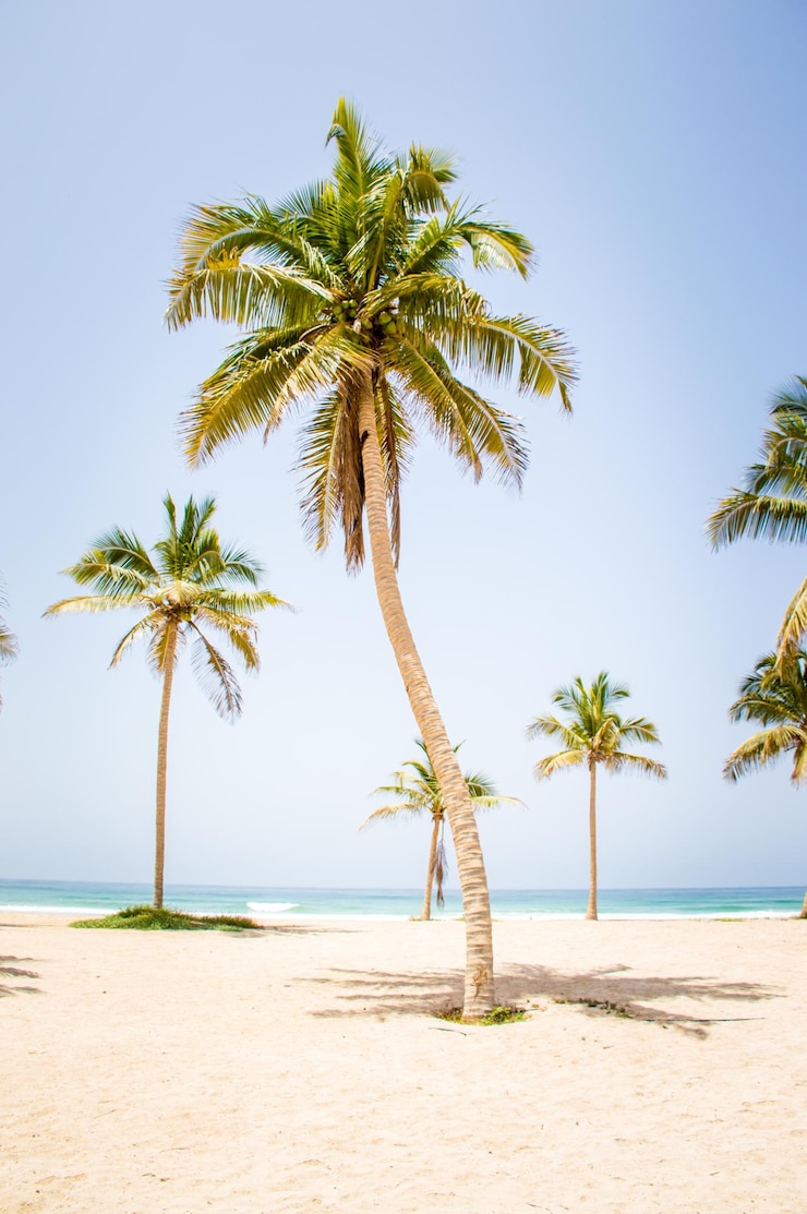 Foto kokospalmbomen op het strand tegen een heldere lucht