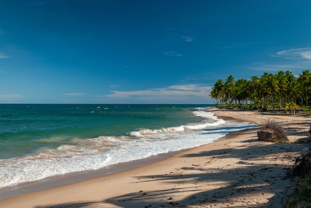 Kokospalmen aan zee in Taipu de Fora Beach Penisula de Marau Bahia Brazil