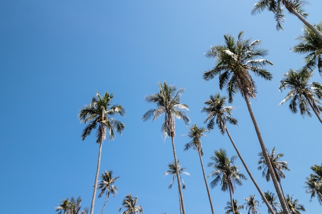 Kokospalmen die van onderen bekijken met heldere hemel.