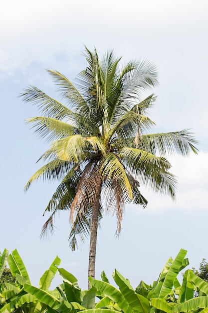 Kokospalmen en bananenbomen op een heldere dag.