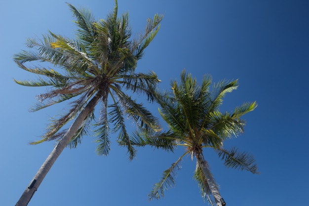 Kokospalmen en blauwe lucht