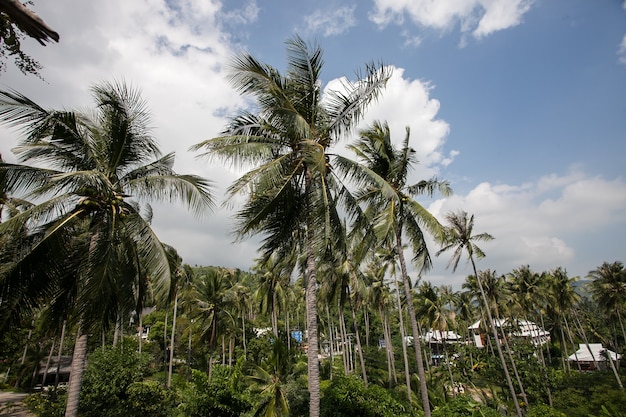 Kokospalmen Lamai beach Samui eiland Thailand