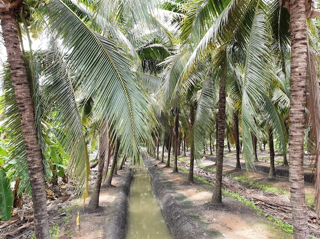 Kokospalmen met groefkanaal in een plantage van Thailand