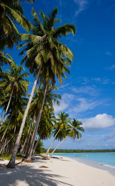 Kokospalmen op blauwe hemel. Indonesië. Indische Oceaan.