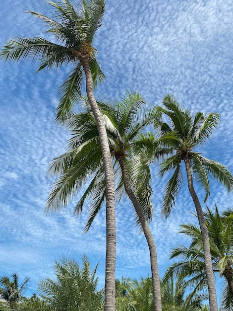 Kokospalmen op blauwe lucht in de zomer