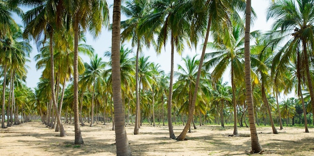 Kokospalmen op zandstrand