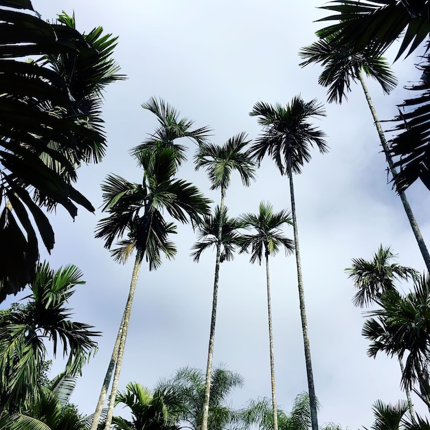 Kokospalmen tegen de blauwe lucht en witte wolken