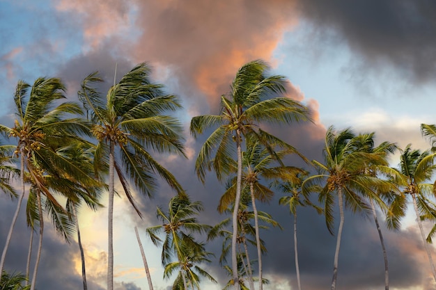 Kokospalmen tegen zonsondergang hemel en roze wolken Tropisch jungle bos panoramisch natuur banner Idyllisch natuurlijk landschap op zoek naar laag standpunt