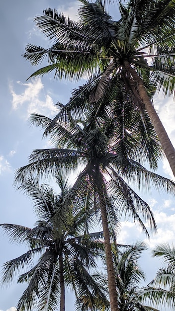 Kokospalmen zweven in de lucht