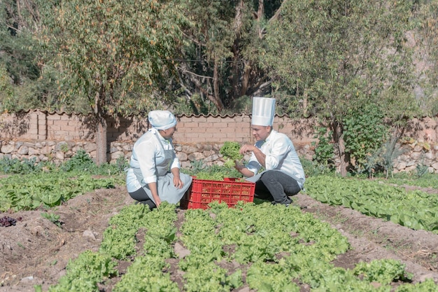 Koks verzamelen groenten in een biologische tuin in de Heilige Vallei van de Inca's.