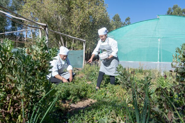 Koks verzamelen groenten in een biologische tuin in de Heilige Vallei van de Inca's.