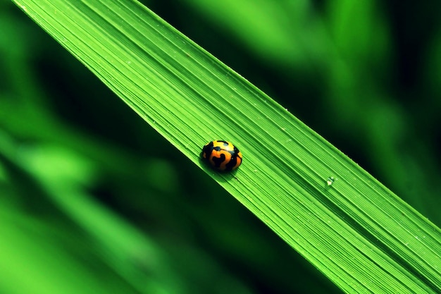 The koksi beetle on a rice leaf