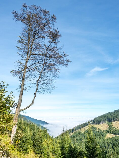 Kolbensattel near Oberammergau scenes