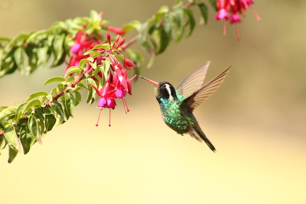 Kolibrie Colibri