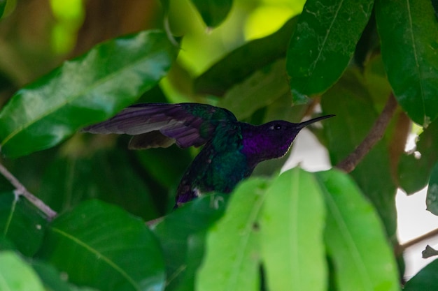 Kolibrie die op jabuticaba-boomtak rust terwijl hij zonnebaadt, fantastische, perfecte vogel.