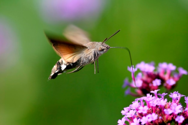 Kolibrie Haviksmot Macroglossum stellatarum