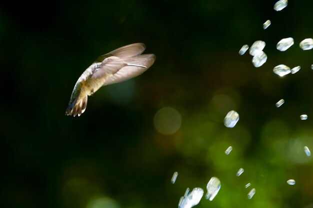 Foto kolibrie met waterdruppels