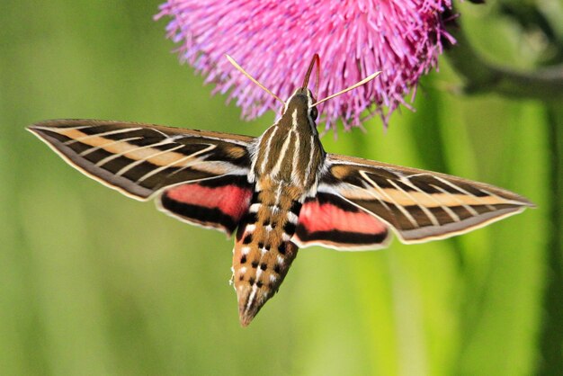 Foto kolibrie mot op distel