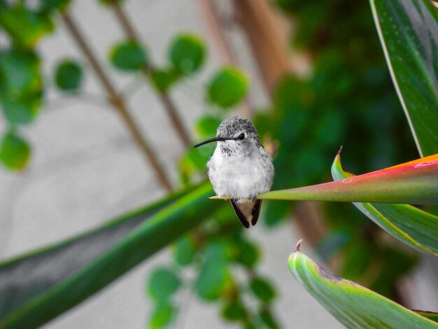 Foto kolibrie zit op een blad