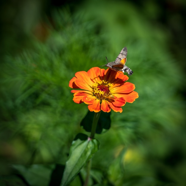 Kolibrievlinder (Macroglossum stellatarum) in Roemenië