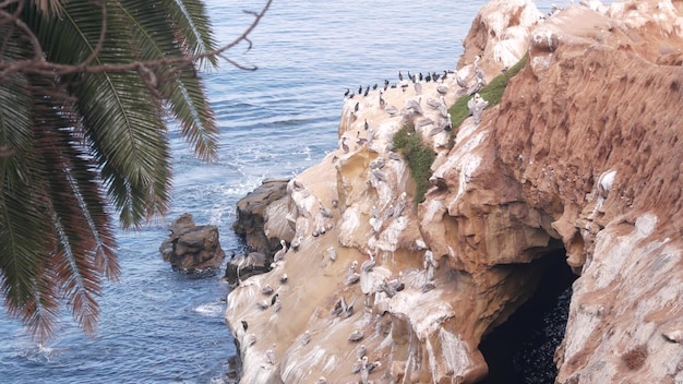 Kolonie van bruine pelikaan pelecanus kudde vogels nestelen californië kust usa